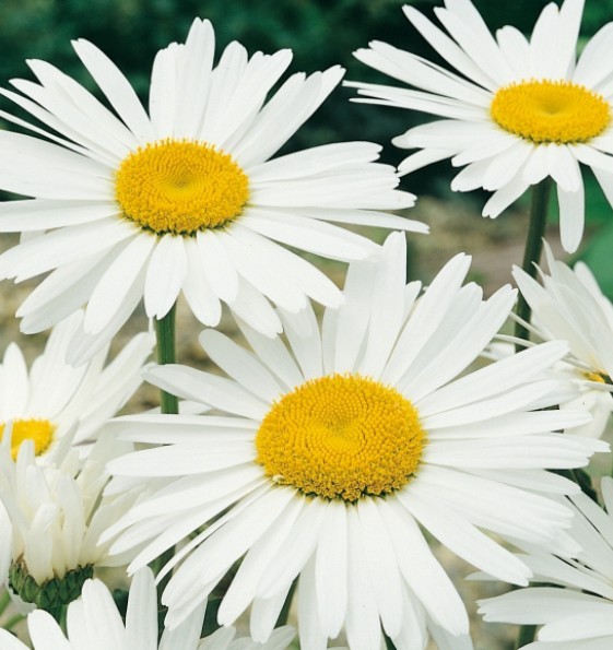 MARGUERITE
